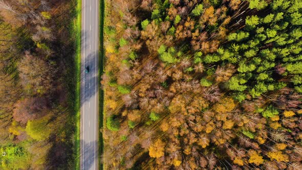 High Angle View of a Road Trough the Autumn Forest with Copy Space alt
