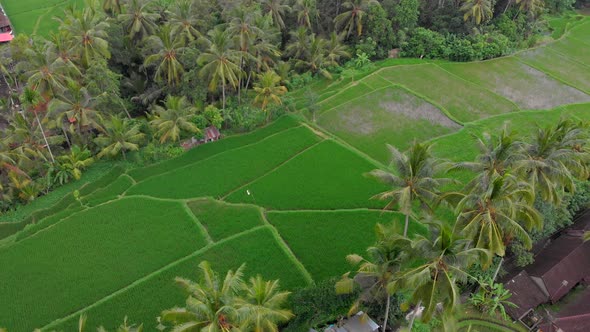 Aerial Shot of Rice Fields and Houses Surrounding a Walkway alt