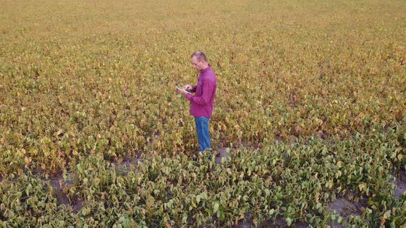 Aerial View of Soybean Farmer Working in the Field From Drone Pov