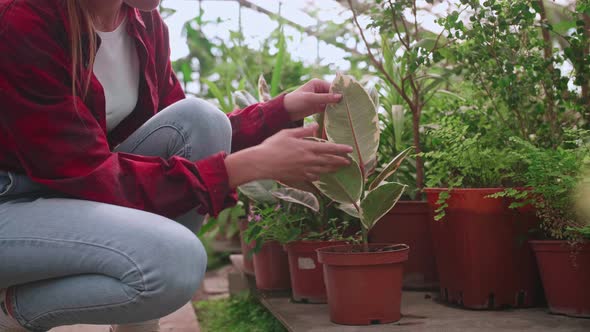 Young Girl Greenhouse Worker Carefully Checks Plants and Flowers for Parasites