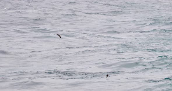 Albatrosses flying