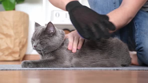 A Man Combs the Cat's Fur with Special Glove and Comb