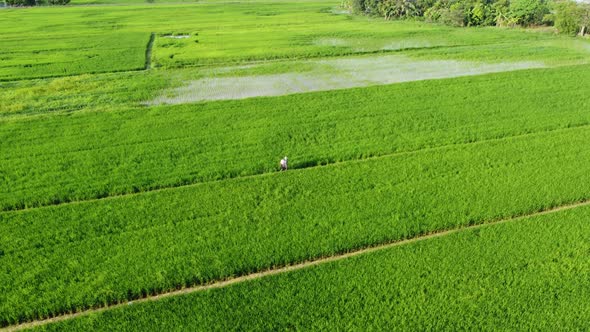 Man Middle of Paddy Field alt