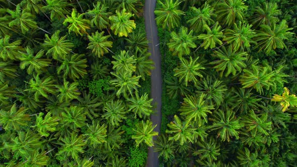 4K Aerial view drone fly over coconut trees and yellow treetops. Cinematic drone shot. alt
