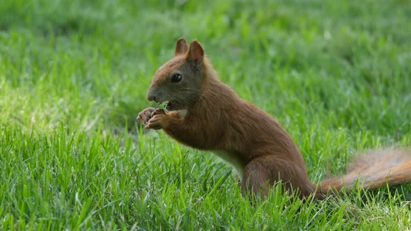 Squirrel in a park alt