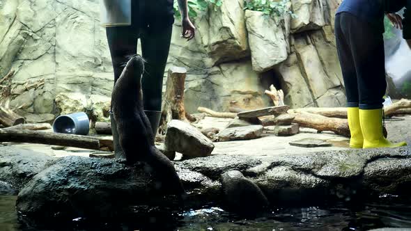 Aquarists of the Aquarium Feed Otters in the Aquarium
