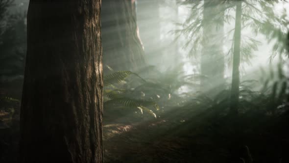 Morning with Fog in Sequoia National Park alt