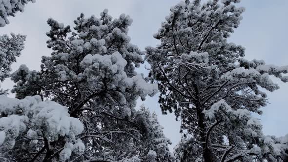 Fresh snow covers the landscape near Boulder Colorado alt