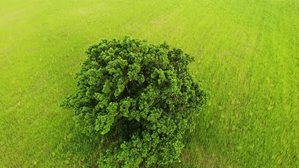 Drone Flying Around Lonely Oak Tree in Yellow Field Top View From Above Aerial Shot