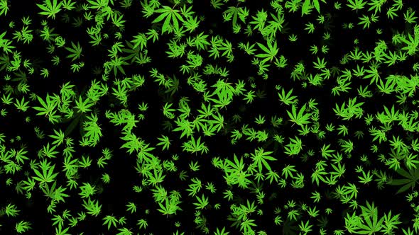 4k Green Cannabis Leafs