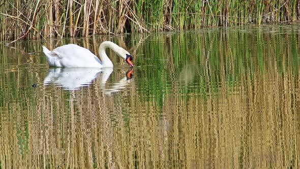 White Lonely Swan Swimming In Reeds Surrounded Green Lake Water alt
