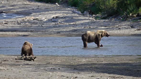 Brown Bear Eating Salmon alt
