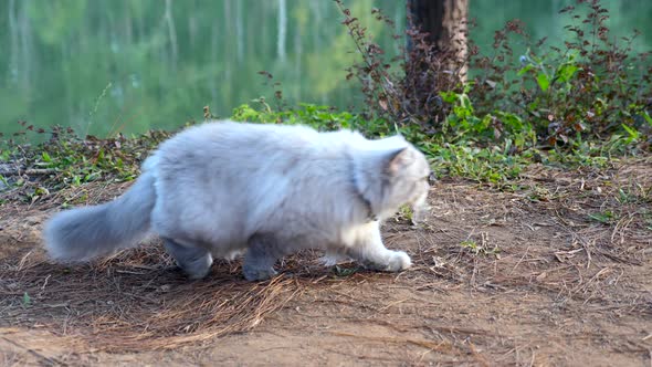 Cute Furry Curious Cat Walking Outdoor Fluffy Beautiful Siamese Cat alt