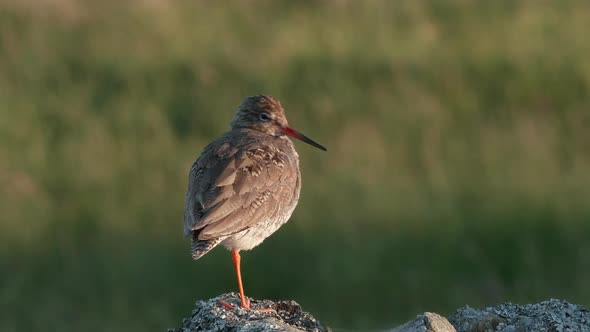 Common redshank standing on dry stone wall preening lit by the evening light alt