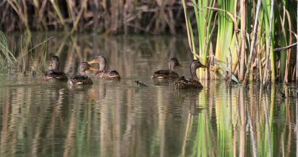 Duck mallard female on pond, Czech Republic, Europe wildlife alt