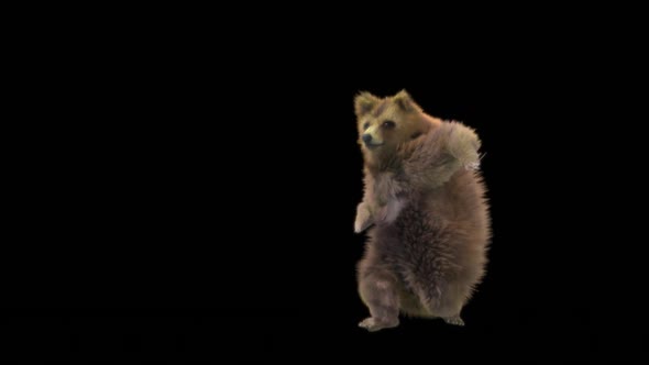 140 Bear Dancing HD alt
