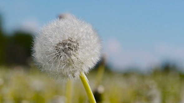 White Dandelion Swayed In The Wind 1