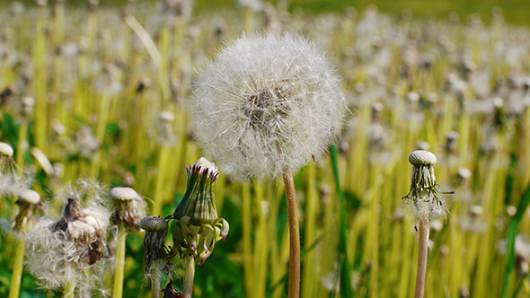 White Dandelion Swayed In The Wind 2