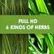 Green Grass Green Grass - VideoHive Item for Sale