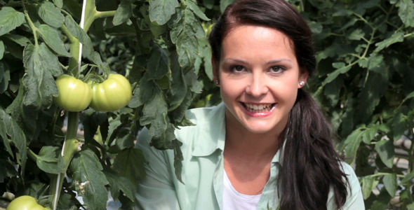 Harvest of Tomatoes  alt