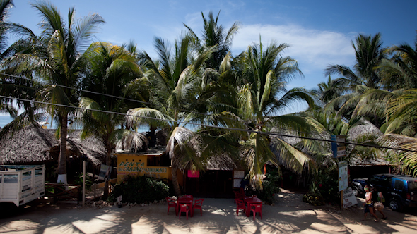 Palm Trees Mexico alt