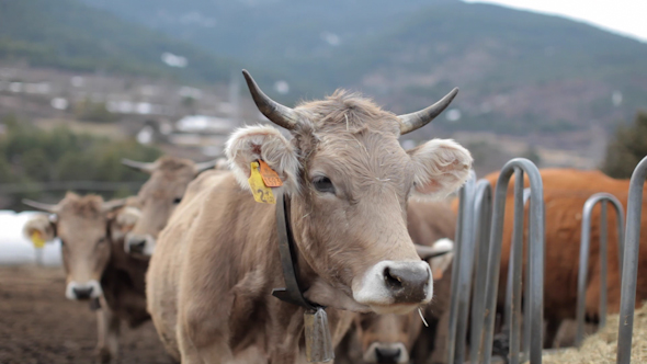 Cows In A Farm 2 alt