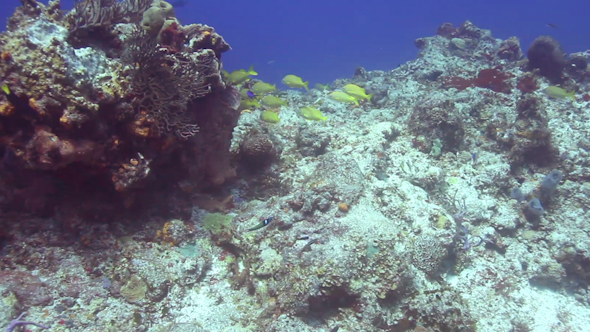 Diving In Cozumel Caribbean Sea Mexico alt
