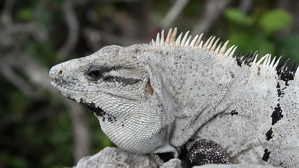 Iguana Mexico Wildlife 25 alt
