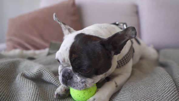 A Funny Black and White Dog Chewing a Tennis Ball While Lying on the Couch