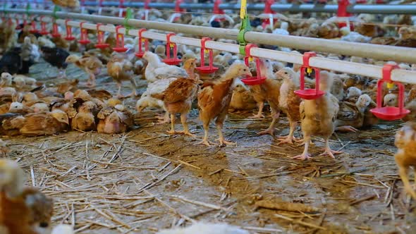 Many Colorfully Chickens Poultry Drinking Water By Nipple Waterer System in Farm