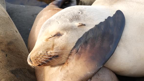 Cute Baby Cub, Sweet Sea Lion Pup and Mother. Funny Lazy Seals, Ocean Beach Wildlife, La Jolla, San alt