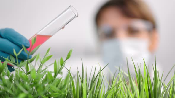 Closeup Mature Female Scientist Pouring Reagent Beaker Researching Growing Selective Grass Plant alt