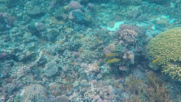 Stunning yellow tropical fish on colourful coral triangle reef snorkeling and scuba diving on remote alt