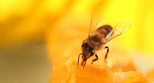 Honey and Beekeeping Products