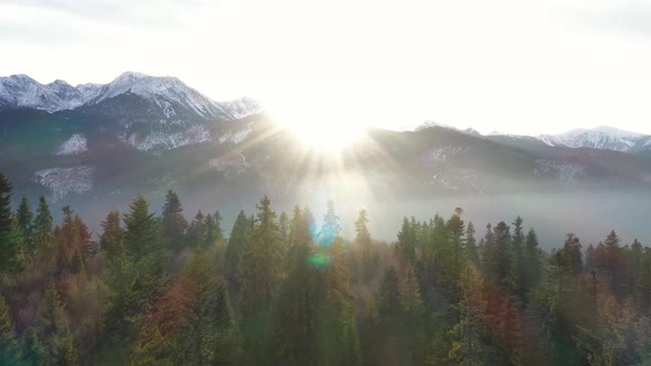 Pinewood Trees in the Sun alt