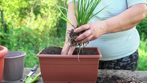 Gardening at Home alt