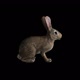 Rabbit Idle  - VideoHive Item for Sale