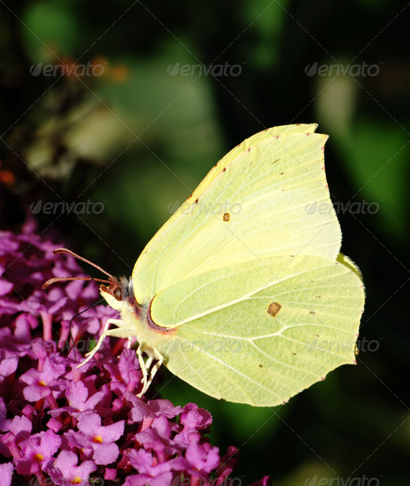 Butterfly - Stock Photo - Images