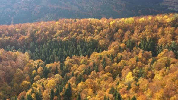 Autumn Forest Aerial View 8 alt