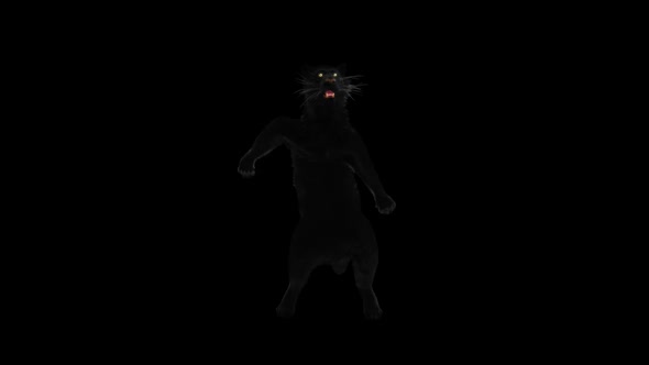Panther Dancing HD alt