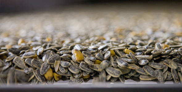 Sunflower seeds