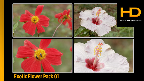 Exotic Flower Pack 01