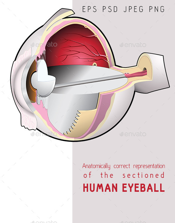 The Human Eye - Section - Health/Medicine Conceptual