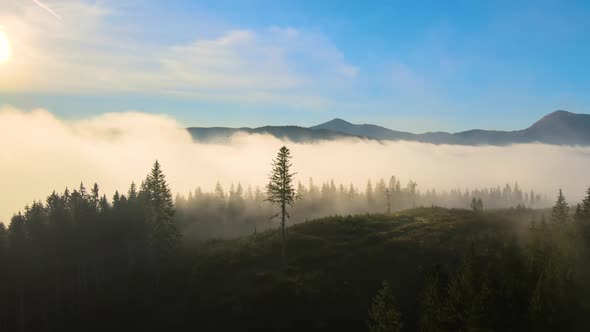 Aerial View of Dark Green Pine Trees in Spruce Forest with Sunrise Rays Shining Through Branches in alt