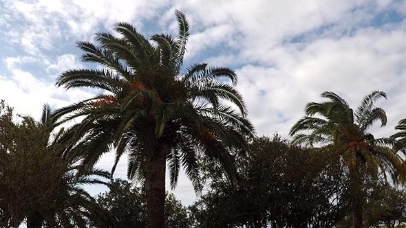 Palm-trees Under Strong Wind