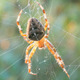 Spider Moving In Web With Sunlight - VideoHive Item for Sale
