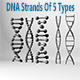 DNA Strands Of 5 Types