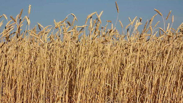 Ripe Wheat alt