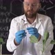 A Male Biochemist Works in a Laboratory on Plants Against the Background of a Blackboard with - VideoHive Item for Sale