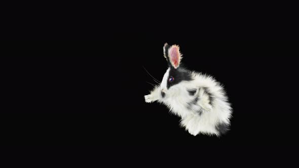 Rabbit Dancing 4K alt